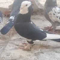 کبوتر پرشی|پرنده|بسطام, |دیوار