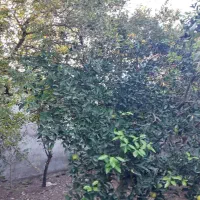 فروش زمین مسکونی|فروش زمین و ملک کلنگی|زرگرشهر, |دیوار