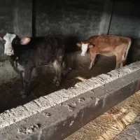 گوساله جوان