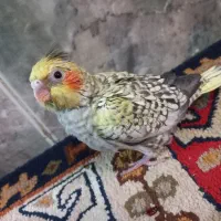 سه تا جوجه عروس هلندی ۲۳ روزه