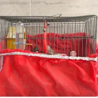 فنچ مولد همراه با تخم|پرنده|فولادشهر, B2|دیوار