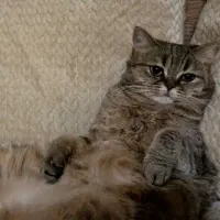 گمشده|حیوانات|رشت, منظریه|دیوار