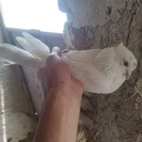 کبرتر بلند گرد