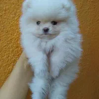 واگذاری توله سگ خرسی تیکاپ|سگ|شیراز, فرهنگ شهر|دیوار