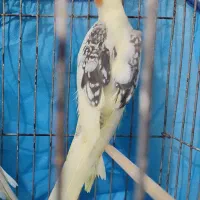 عروس هلندی رنگ خاص