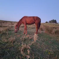 اسب مادیان|اسب و تجهیزات اسبسواری|اهر, |دیوار