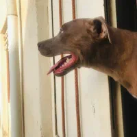 پیتبول|سگ|اهواز, زرگان|دیوار