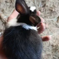 خرگوش بزرگ و کوچک|موش و خرگوش|بم, |دیوار