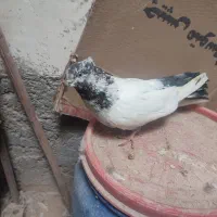 دوتا ماده با یک نفر کله دم سیاه فروشی|پرنده|شاهرود, |دیوار