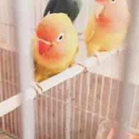 کتوله بالغ مولد نژاددارسالم انواع قفس نان خشک