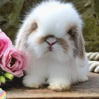 باگز بانی لوپ باهوش مینیاتوری خرگوش|موش و خرگوش|اصفهان, جلفا|دیوار