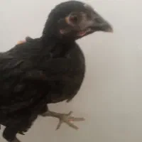 اسباب بازی جوجه شروه ای