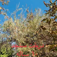 باغ ویلائی نوشین شهر ابتدای روستای رحیم آباد|فروش خانه و ویلا|نوشین شهر, |دیوار