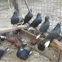 زاغدمسفید وسرخ وسروردومسفید|پرنده|ساری, |دیوار