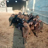 18 رس بره ماده غزل افشار|حیوانات مزرعه|ملکآباد, |دیوار