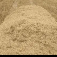 کاه گندم