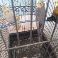عروس هلندی