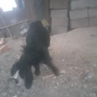 بزغاله|حیوانات مزرعه|خوی, |دیوار