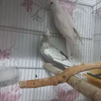 عروس هلندی کوتوله جفت رو تخم جوجه معاوضه باگرینچیک|پرنده|مشهد, مهدی آباد (بلوار توس)|دیوار