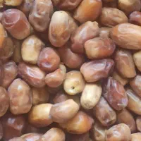 خرمای اصل کبکاب و قصب|خوردنی و آشامیدنی|آباده, |دیوار