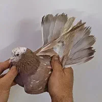 کفتر گرفتنی جنس