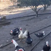 خروس محلی و اردک|حیوانات مزرعه|ساری, |دیوار