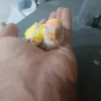 جوجه کوتوله سرلاکی
