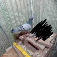 جفت سبز|پرنده|شاندیز, |دیوار