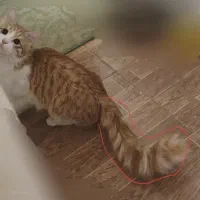 گربه نارنجی سفیدمفقود شده نژاد نسبتا پر مو|گربه|کرج, کرج نو|دیوار