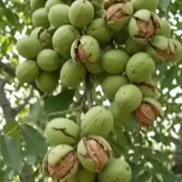 استخدام ومشاوره،محصولات کشاورزی