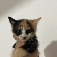 واگذاری بچه گربه رایگان