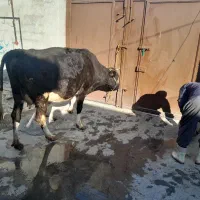 گاو|حیوانات مزرعه|بیستون, |دیوار