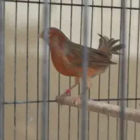 قناری دارچینی|پرنده|مبارکه, |دیوار