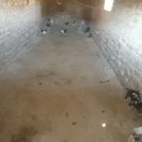 20راس بز کهره دار