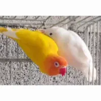 فروش یا معاوضه کوتوله