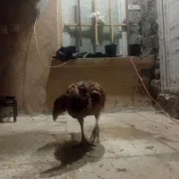 وارک لاری تاج بادمی|حیوانات مزرعه|هرسین, |دیوار