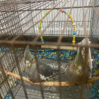 ۳عدد طوطی برزیلی و یک جفت عروس هلندی|پرنده|میاندوآب, |دیوار