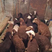 گوسفند بره دار مالچه|حیوانات مزرعه|سنندج, |دیوار