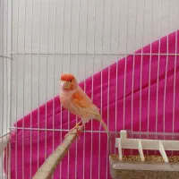 قناری موزاییکی اورجینال سرخ نر مست خون