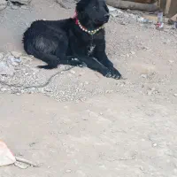 سگ همه چی تموم