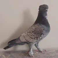 کبوتر بلژیکی طاووسی زینتی