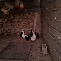 فروش اردک ' غاز 'مرغ و خروس محلی|حیوانات مزرعه|خورموج, |دیوار