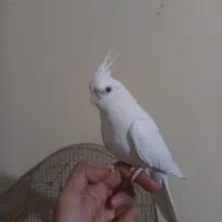 پرنده