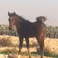 کره اسب نریان