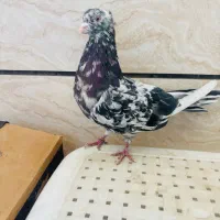 یک عدد سرور پرخال عتیقه کلکسیونی آنتیک|پرنده|اصفهان, مشکین|دیوار