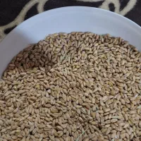 گندم ابی|خدمات باغبانی و درختکاری|خورموج, |دیوار