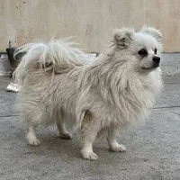 پامرین|سگ|بیجار, |دیوار