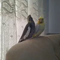 دو عدد عروس هلندی نرو ماده