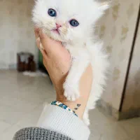 گربه بریتیش دوماهه