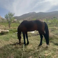 اسب نریون جوان